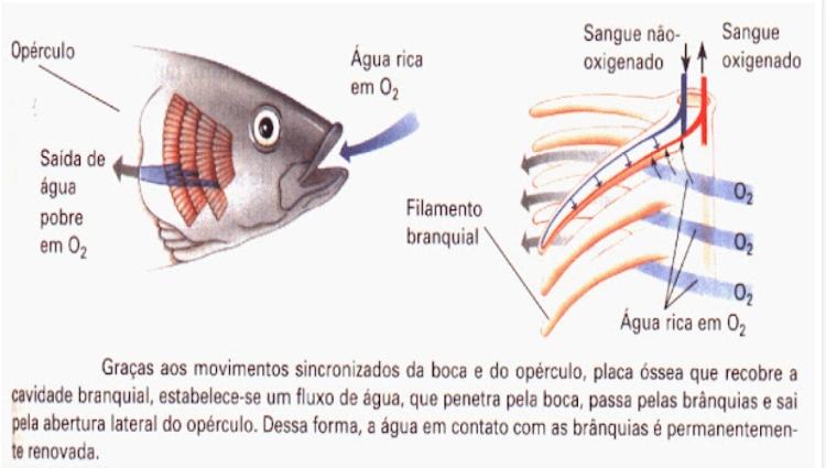 Ilustração da respiração marinha da maioria dos peixes através de brônquios com trocas gasosas