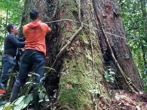 Angelim-vermelho: especialistas lutam para salvar a maior árvore do Brasil