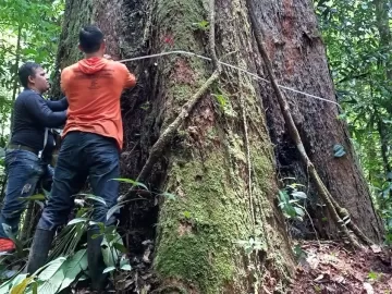 Angelim-vermelho: especialistas lutam para salvar a maior árvore do Brasil