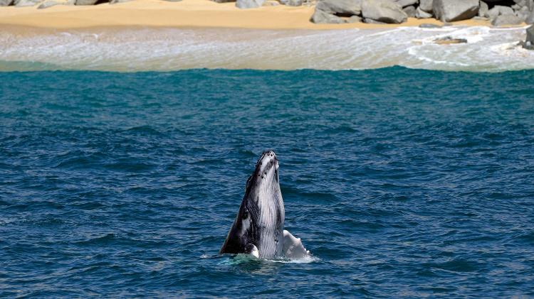 Baleia-cinzenta é vista em Los Cabos, na Baja California