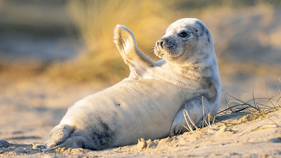 Fotos de foca "acenando" na praia de Horsey, na Inglaterra - Johan Siggeson