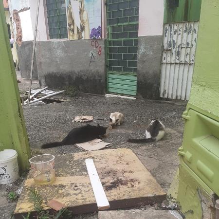 Gatos em bairros abandonados de Maceió - Divulgação