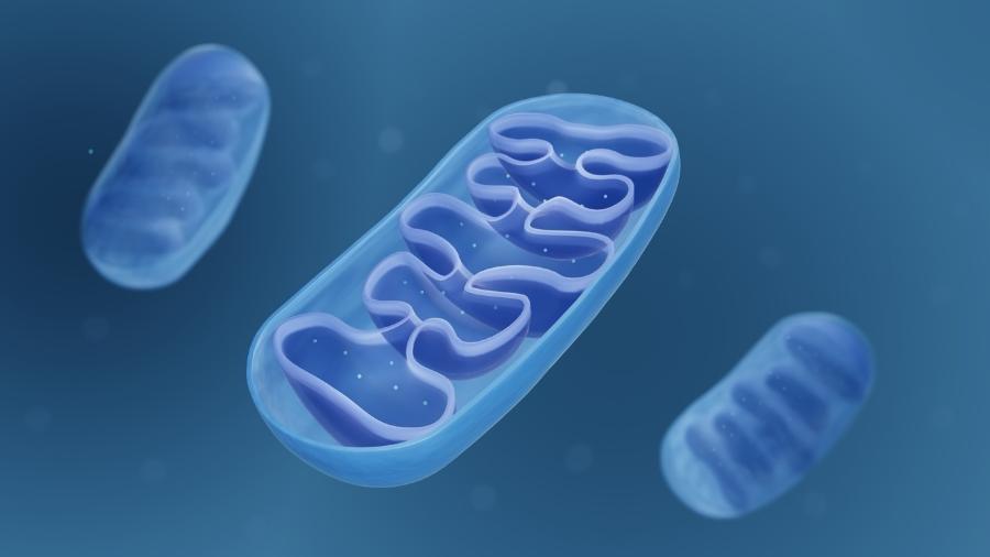 As mitocôndrias são responsáveis por parte da energia usada pelas células - iStock