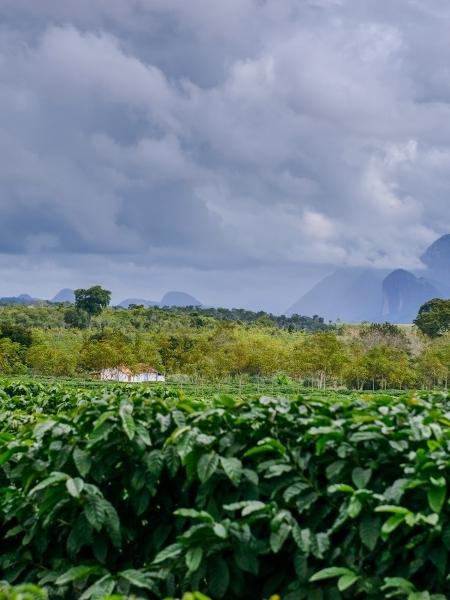 Fazenda Venturim, do Espírito Santo - Divulgação - Divulgação