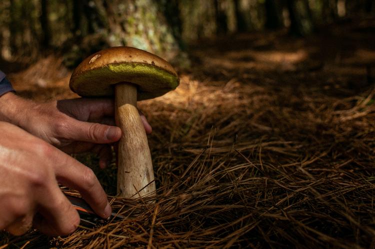 Comestível e apreciado na gastronomia, cogumelo Porcini chega a custar R$ 200 o quilo - Carlos Macedo/ysoke - Carlos Macedo/UOL