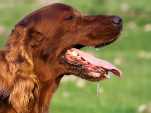 Seu pet tem 'bafinho'? Veja sinais de alerta para problemas bucais