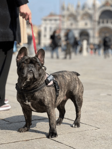 Cães agora também podem visitar os Museus Cívicos de Veneza - Reprodução/Twitter