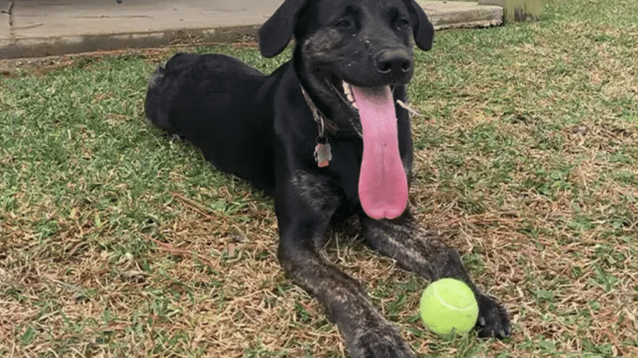 Zoey, a cadela com a língua mais comprida do mundo - Divulgação/Guinness World Records