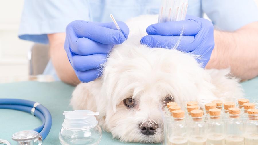 Tratamentos de animais em clínicas foram majorados em 6,08%, ultrapassando o reajuste dos serviços médicos e dentários, de 4,11% - Getty Images/iStockphoto