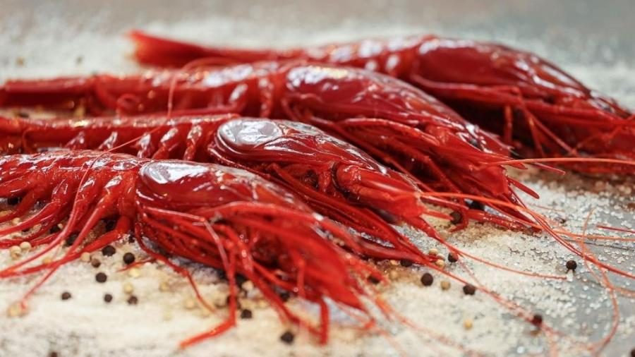 Grande, vermelho e caro, camarão-carabineiro é novo queridinho dos chefs - Divulgação