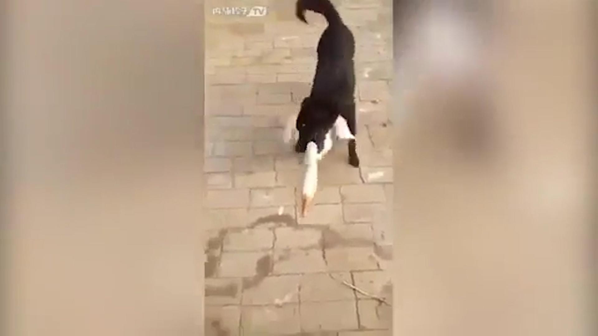 Este cachorro não pensou duas vezes ao ver seu dono ser atacado por um ganso. No flagrante, publicado na internet, ele aparece mordendo o pescoço do bicho, que agarrava a roupa da criança. Mesmo com as investidas, o ganso insiste em atacar o menino. Após a briga implacável, a ave desiste e é arrastada para longe pelo cachorrinho - Reprodução