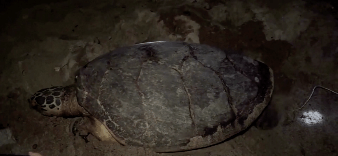 Tartaruga Hawksbill - Reprodução/YouTube