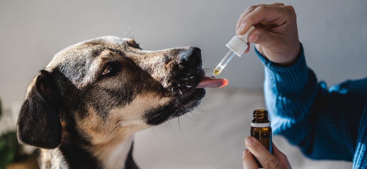 óleo de cannabis tem sido cada vez mais usado para o tratamento de doenças de pets - Getty Images/iStockphoto