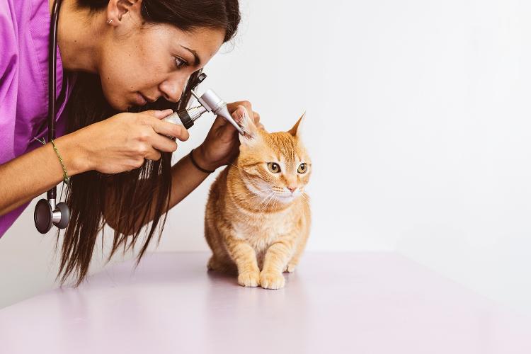 You need to go to the vet to determine what could be causing your earache - Getty Images / iStockphoto - Getty Images / iStockphoto