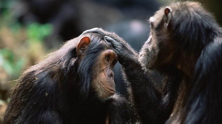 Dois chimpanzés  - Getty Images - Getty Images