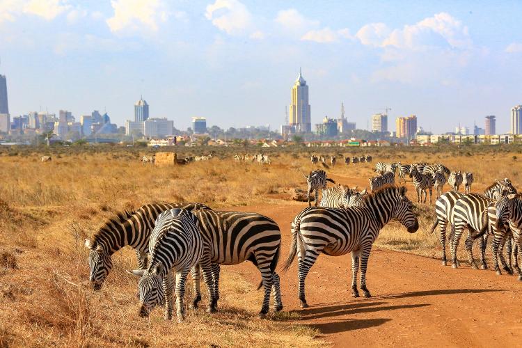 A zona urbana se encontra com o parque nacional em Nairóbi, no Quênia