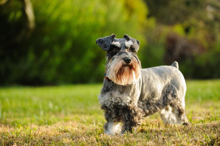 Schnauzer