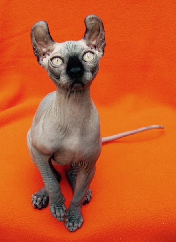 Feira de gatos da PremieR pet no Clube Homs recebe a raça Elfo - Divulgação/ PremieR pet