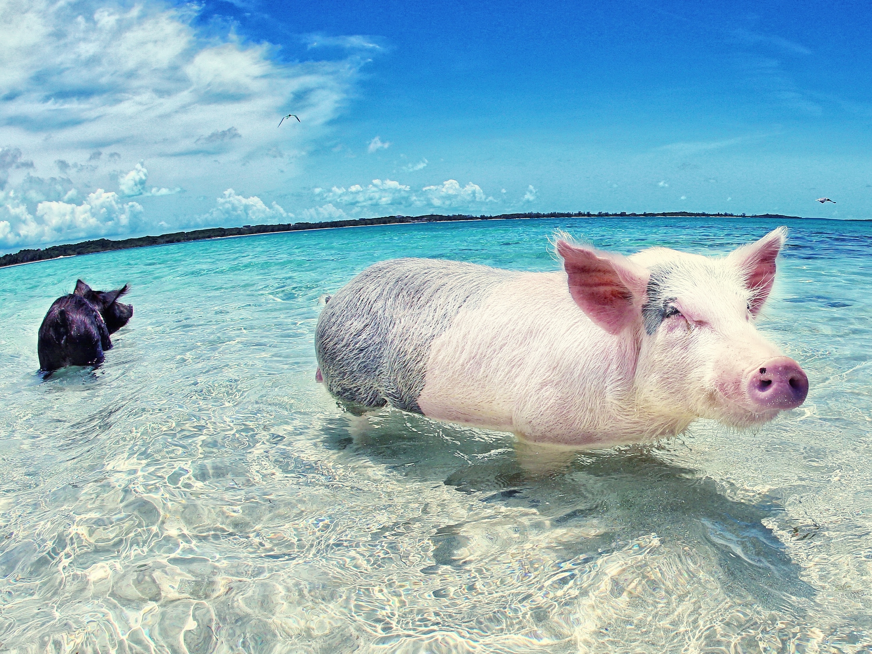 Praia maluca nas Bahamas, turistas nadam com porcos em mar cristalino - 11/06/2018