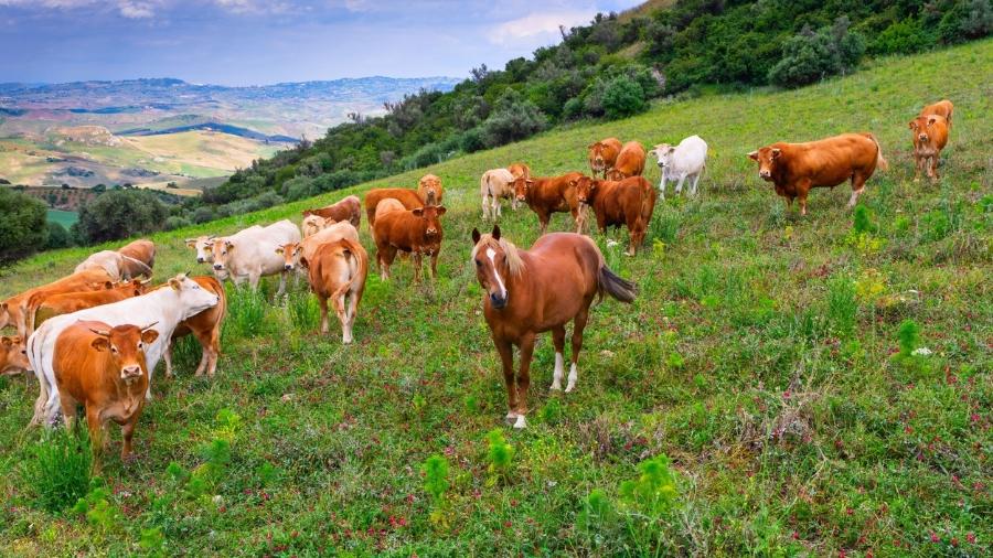 Cuidado com as zoonoses começa nos ambientes de pecuária - iStock