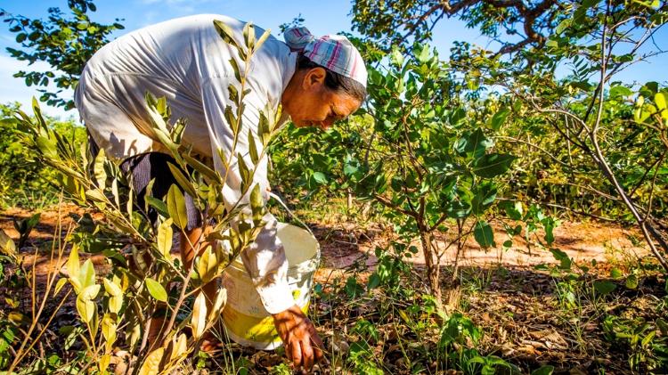 As comunidades tradicionais que baseiam seu sustento em torno da rica diversidade de plantas do Cerrado também são alguns dos melhores guardiões da conservação do bioma, dizem os especialistas. - Bento Viana/ISPN - Bento Viana/ISPN