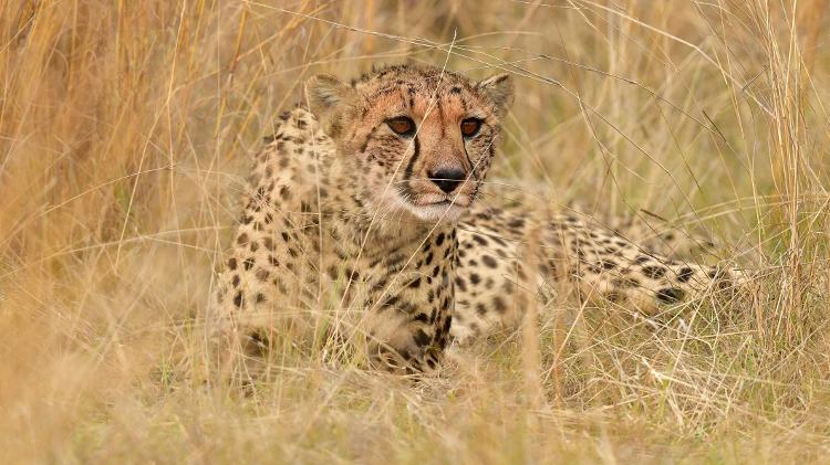 Guepardo na África do Sul - Jeff R Clow/Getty Images - Jeff R Clow/Getty Images