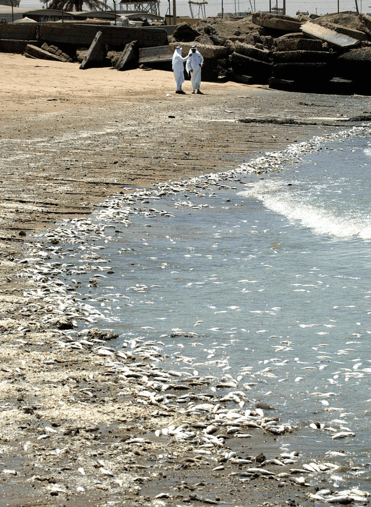 Peixes mortos em praia da Cidade do Kuait devido à onda de calor, em 2001 Peixes mortos em praia da Cidade do Kuait devido à onda de calor, em 2001