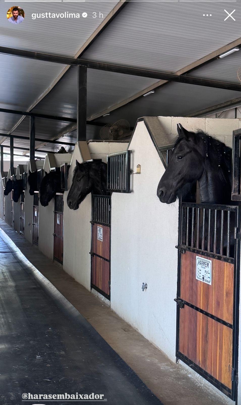 Gusttavo Lima exibe cavalo Abe Fan, da raça Friesian  - undefined