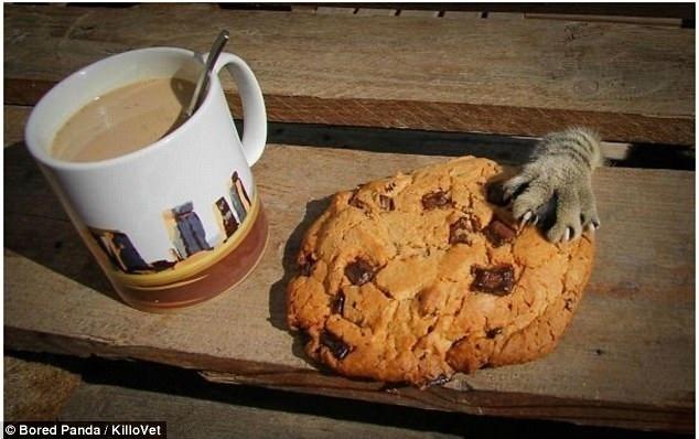 Que é da mesma laia que este aqui - Reprodução/Bored Panda