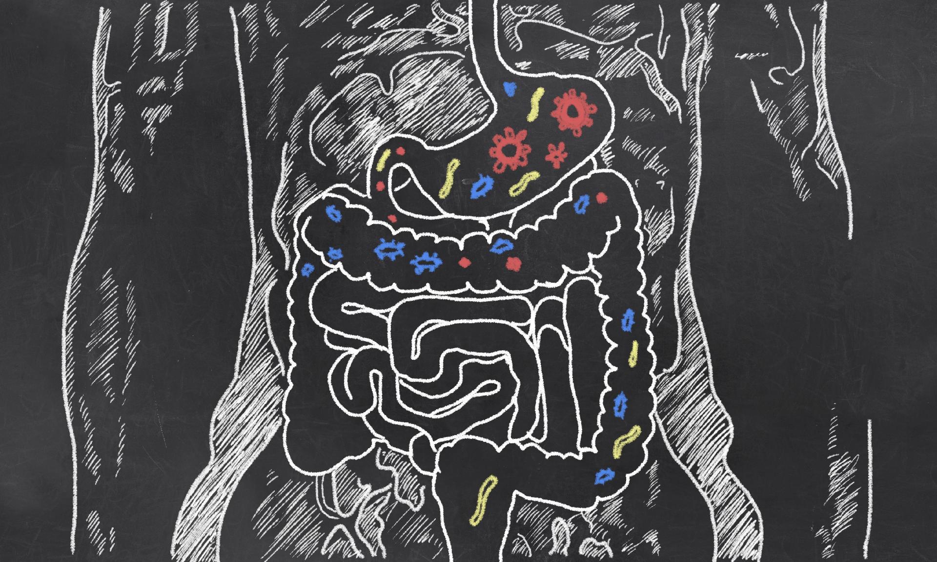 Por Que Ha Magros Que Comem De Tudo O Segredo Pode Ser A Flora Intestinal