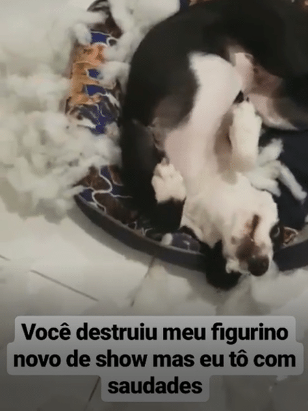 O cachorrinho de Anitta - Reprodução/Instagram - Reprodução/Instagram