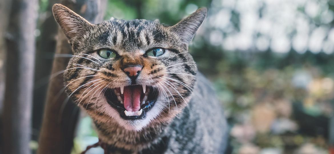 Seu gato anda agressivo? Saiba o que pode estar acontecendo - Getty Images/EyeEm