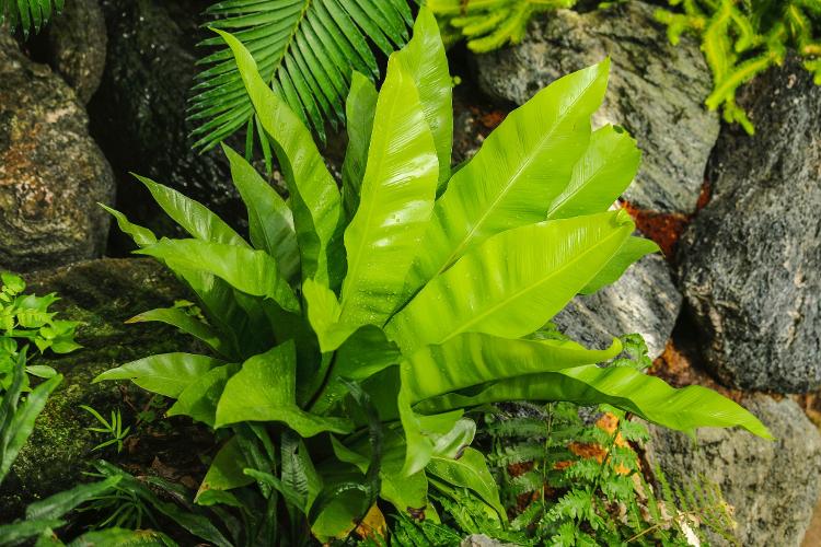 Asplenium Nidus - Getty Images/iStockphoto - Getty Images/iStockphoto