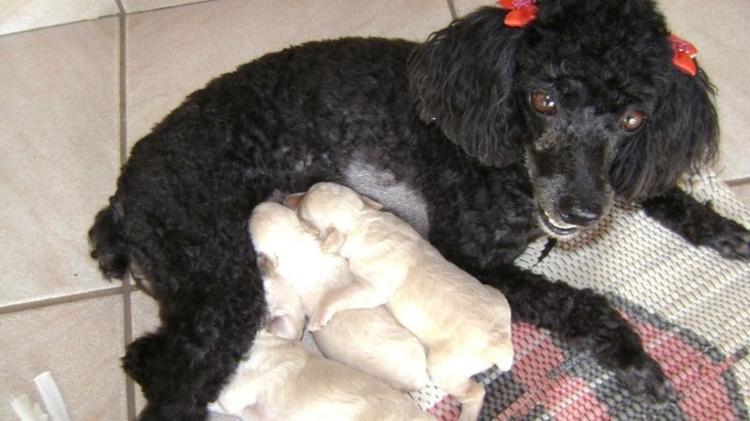 A poodle Chiquinha com filhotes, em Gurupi (TO) - Acervo pessoal - Acervo pessoal