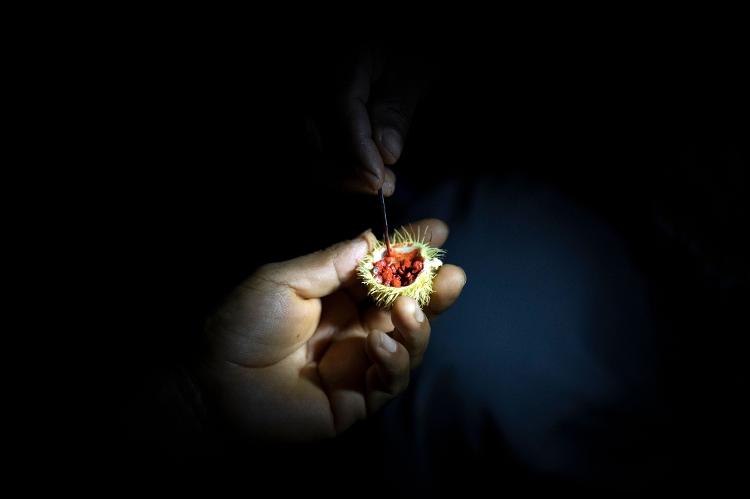 Os Cofan usam sementes de 'achiote' (Bixa orellana) para pintar o rosto para os rituais - PEDRO PARDO/AFP - PEDRO PARDO/AFP