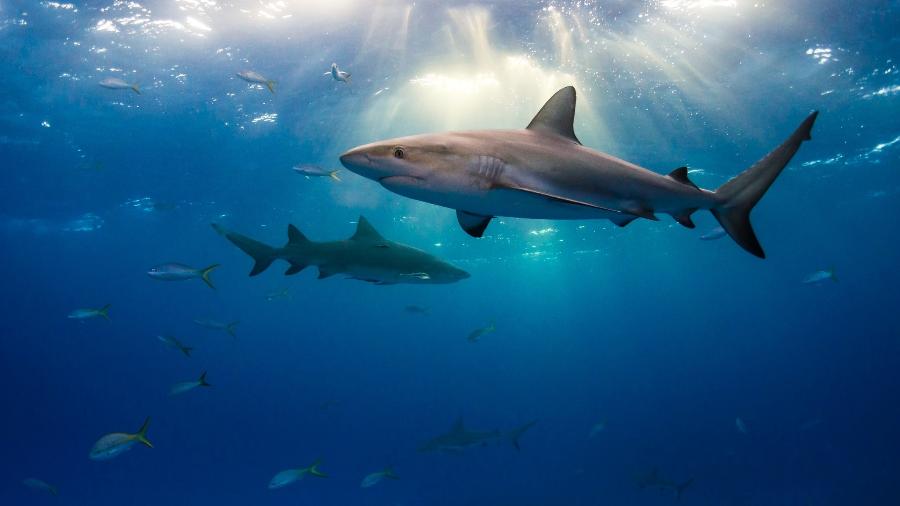 Tubarões - Getty Images