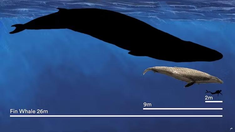 A recém-descrita baleia extinta do Murray River (9 metros) ao lado de uma baleia Fin (26 metros) e um mergulhador humano (2 metros)