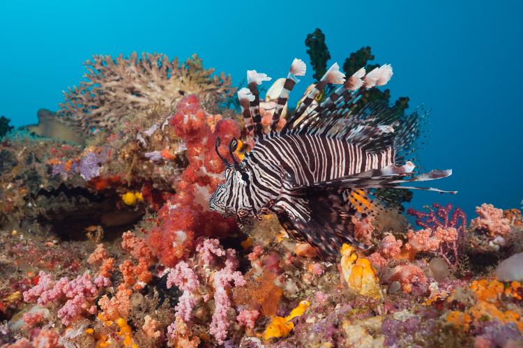 Triângulo de Coral em Raja Ampat, na Indonésia