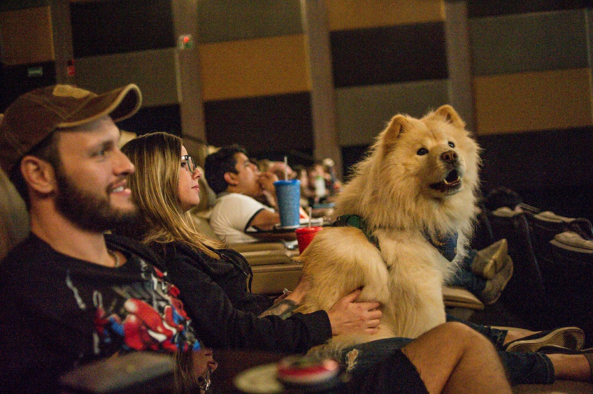 Resultado de imagem para cinema pet friendly