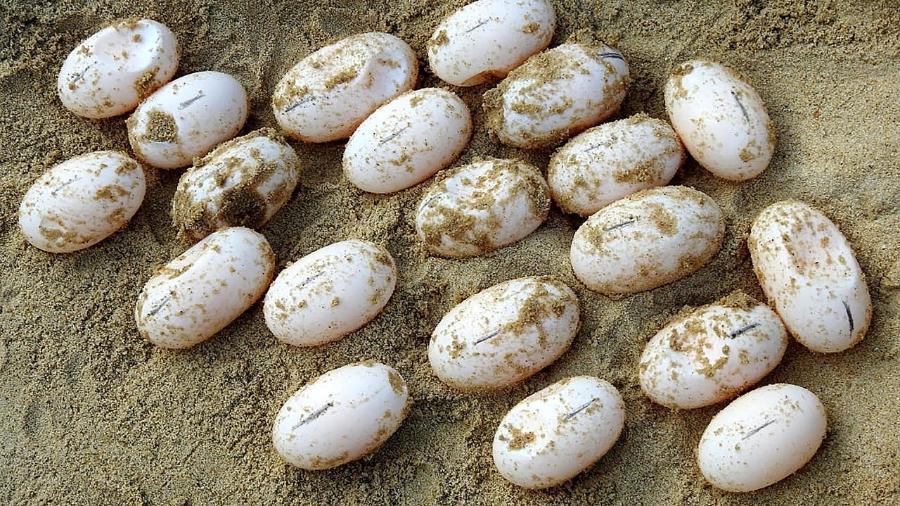 Quatro tartarugas reais colocaram 71 ovos - AFP/Handout