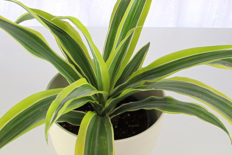 Saiba como evitar problemas com sua Dracaena reflexa  - Getty Images/iStockphoto - Getty Images/iStockphoto