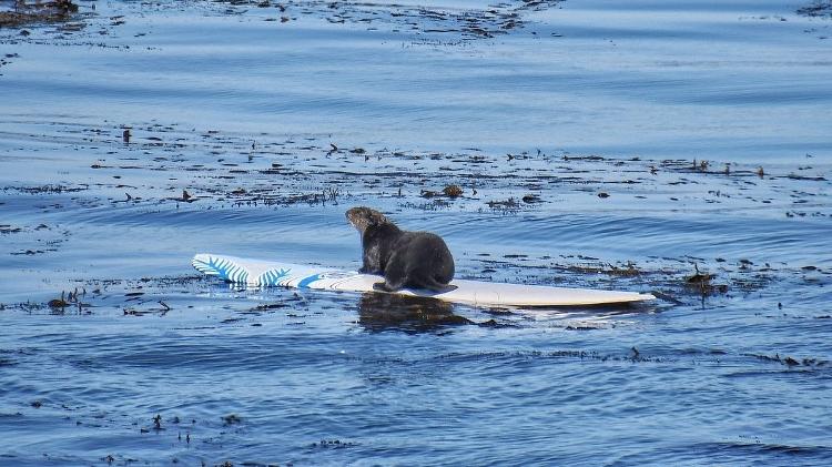 Lontra-marinha é procurada após 'roubo' de pranchas na Califórnia, nos Estados Unidos - Reprodução/Native Santa Cruz - Reprodução/Native Santa Cruz