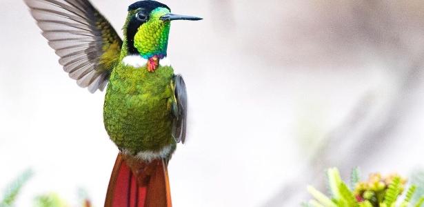 Turismo de Conhecimento: Observação de Aves na Chapada Diamantina - Guia  Chapada DiamantinaNotícias