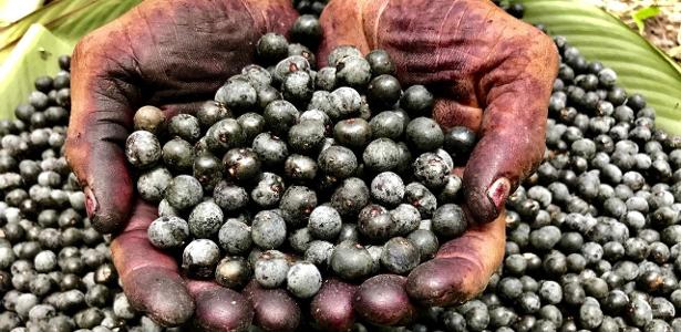 Tarifaço trava venda de açaí para os EUA e produtores buscam novos mercados
