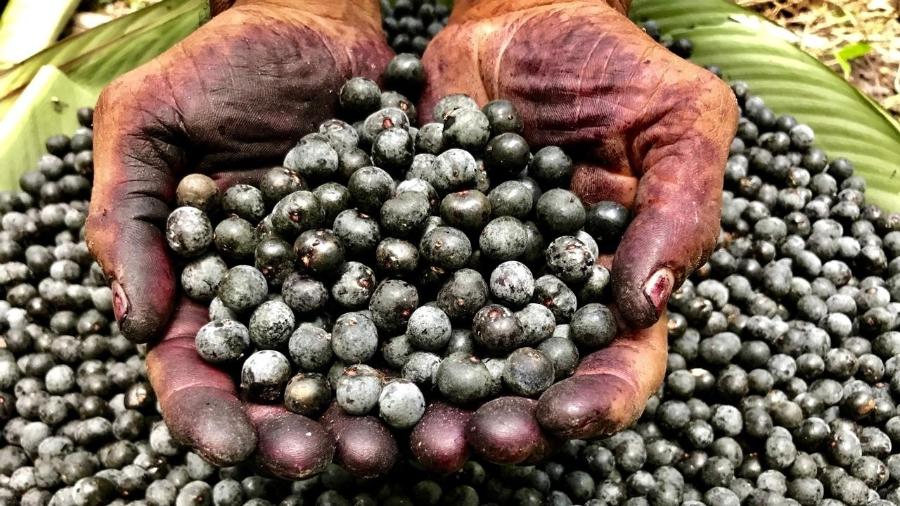 Tarifaço dos EUA afeta toda a cadeia de produção do açaí no Brasil Tarifaço dos EUA afeta toda a cadeia de produção do açaí no Brasil