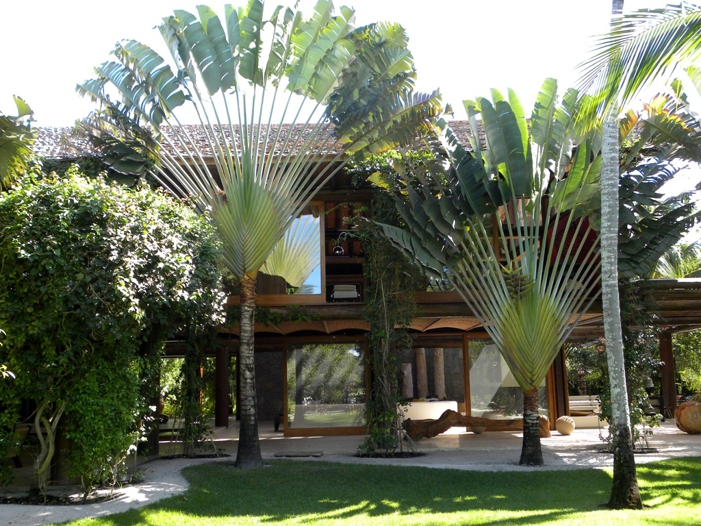 As belas palmeiras ravenalas, popularmente conhecidas como palmeira-dos-viajantes (Ravenala madagascariensis), ganham destaque em meio aos caminhos de areia sombreados. Os exemplares compõem - junto com espécies comuns à restinga do litoral baiano - o jardim com 11 mil m², desta residência em Trancoso. O projeto é do paisagista Marcelo Faisal - Divulgação