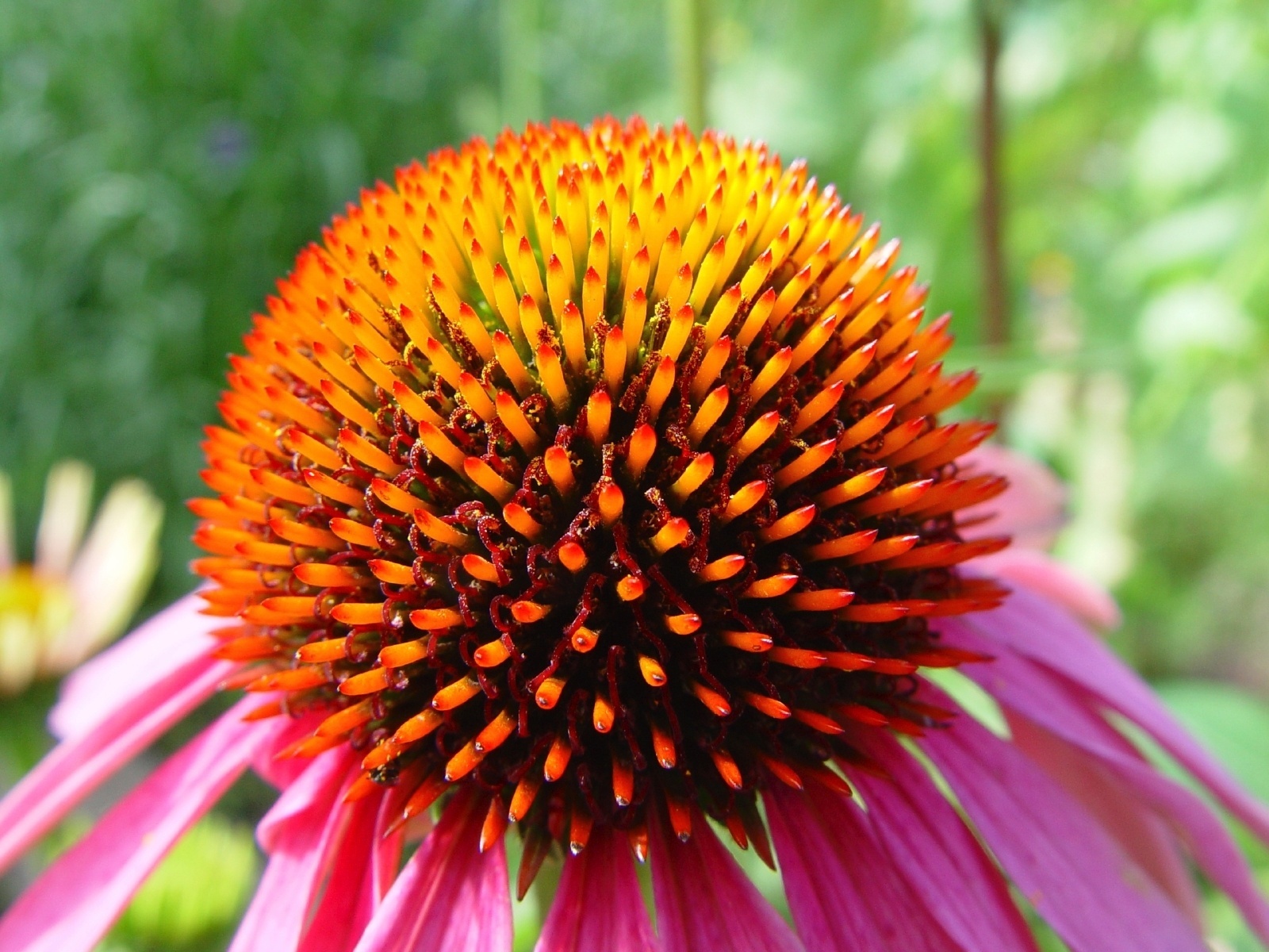 Equinácea - Echinacea purpurea - Getty Images