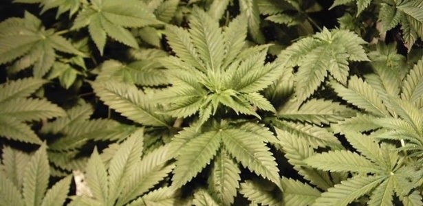 Imagem de plantação de Gustavo Grossi, autor de "Jardim em Chamas" - Divulgação/Arquivo Pessoal - Divulgação/Arquivo Pessoal