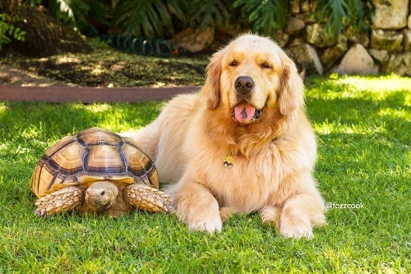 Larry e Cricket - Reprodução/Instagram