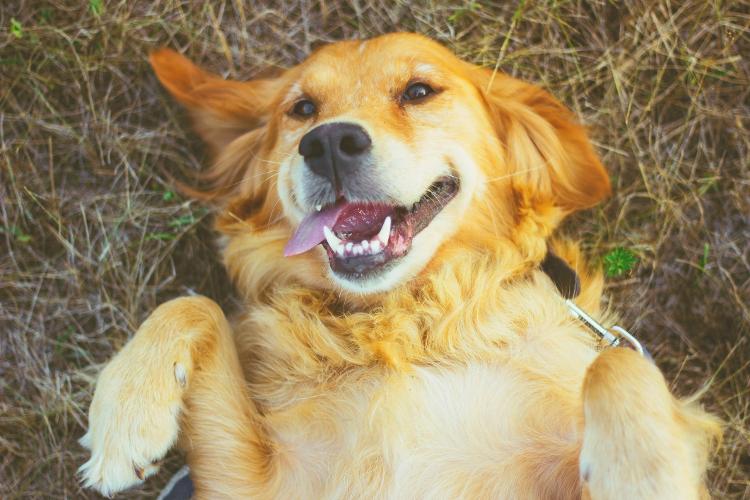 Golden Retriever Golden Retriever
